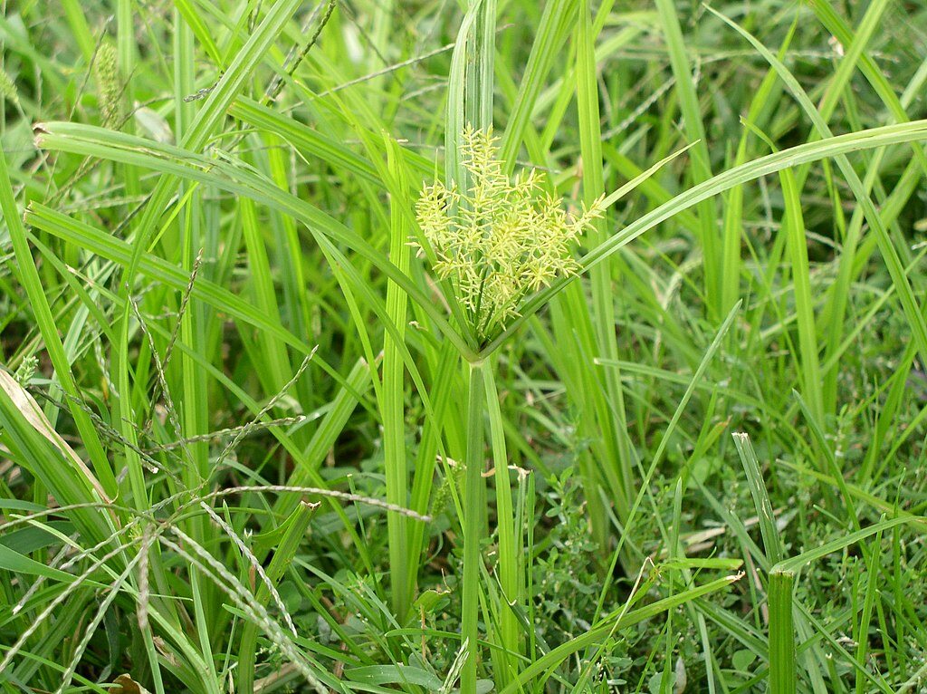 nutsedge in indiana lawn