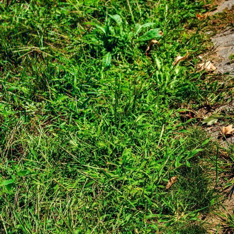 up-close of crabgrass in lawn